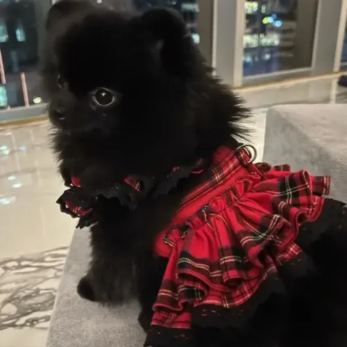 VENDO FILHOTINHA DE SPITZ ALEMÃO (LULU DA POMÊRANIA) - COR PRETA
