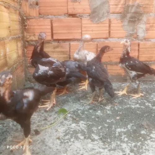Pintinho de índio gigante negro crista de bola