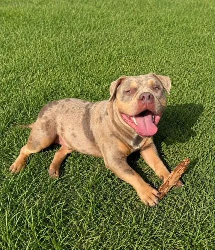 Cão American Bully 