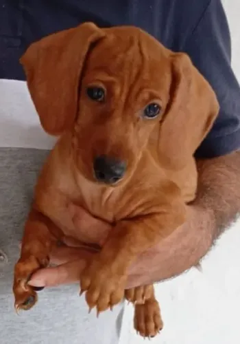 Vende-se lindos filhotes de Dachshund mas conhecidos como salsichinhas