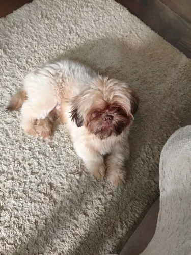 Shih Tzu Mini Macho