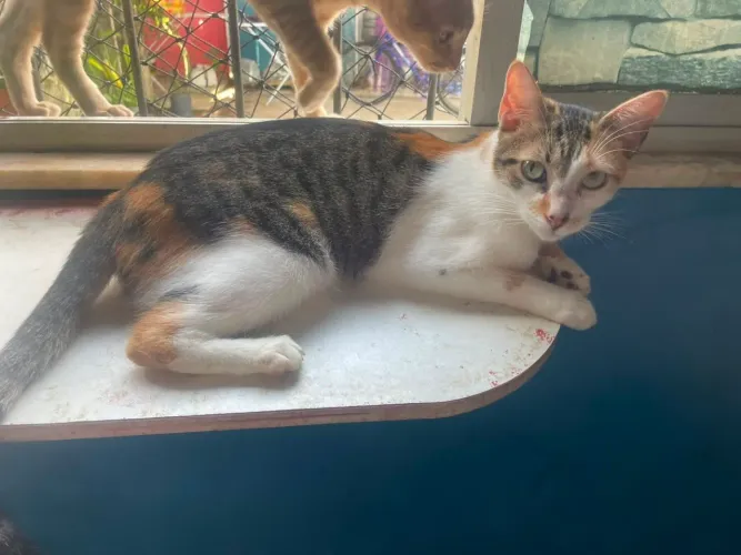 Gata tricolor fêmea castrada