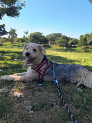 Para adoção: Thor - Cachorro Porte Grande muito dócil