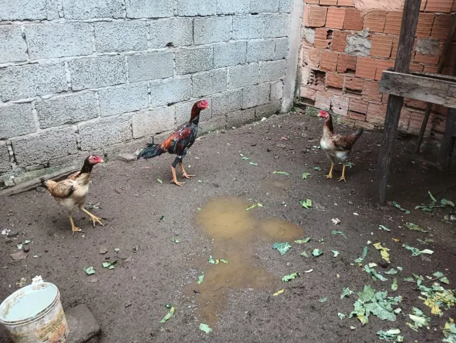 Galinha índia