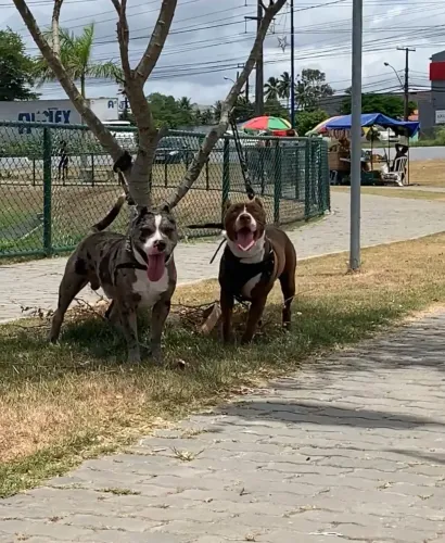 Pitbull merle 
