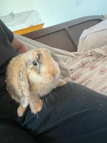 Mini lop filhote (machinho)