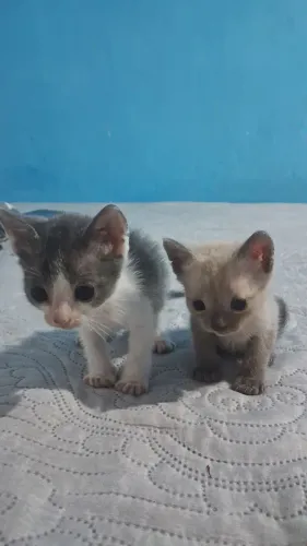 Doação de Gatinhos?