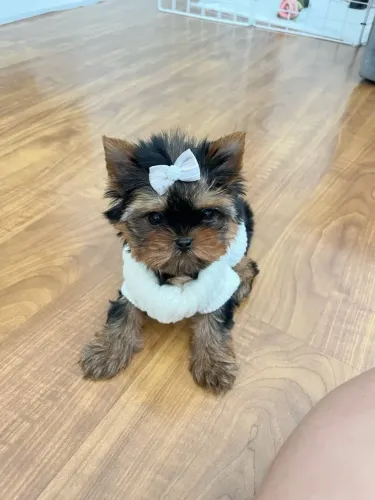 York micro fêmea venha adquirir a sua pra fazer feliz