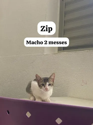 Doação gatinhos 