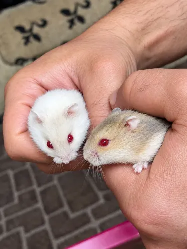 Lindos Hamster anão russo