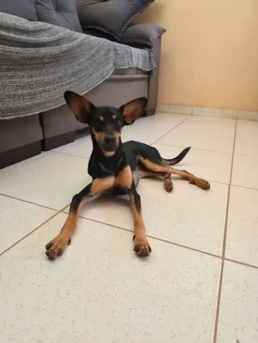 Cachorro porte pequeno com leve sequela sinomose porém saudável macho