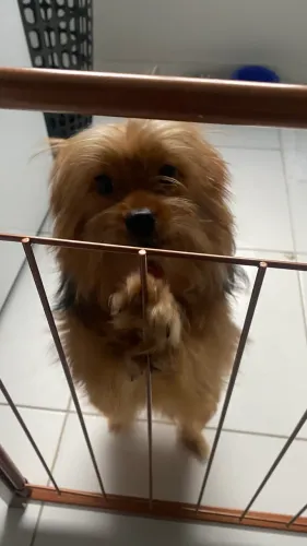 Cachorrinha Yorkshire com Spltz alemão