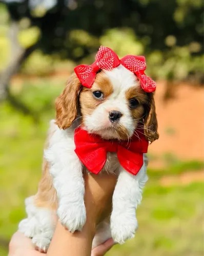 CAVALIER KING CHARLES SPANIEL URSO!!!