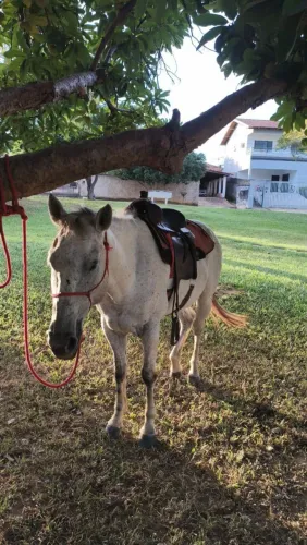 Cavalo