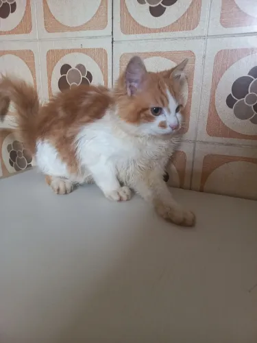 Doação de gatos 