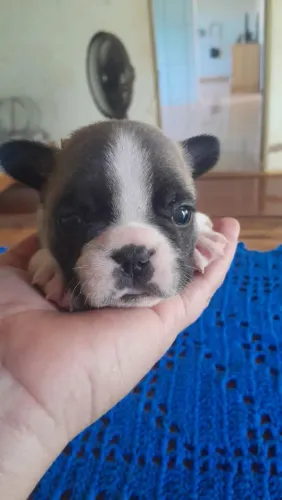 Bulldog francês