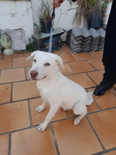 Filhote macho de labrador 