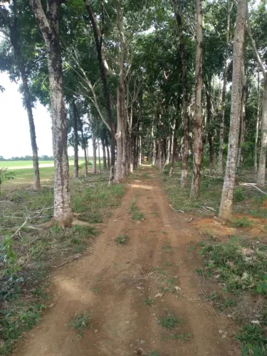 Floresta de Mogno Africano 18 anos