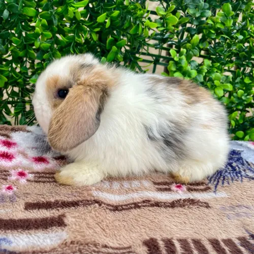 Mini Lop filhotes