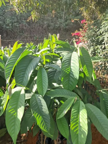 Mudas de Fruta do Conde em Dona Euzébia-MG