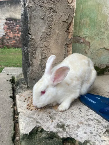 Coelhos adultos