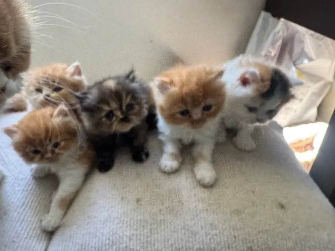 Filhotes de gatos Persa 