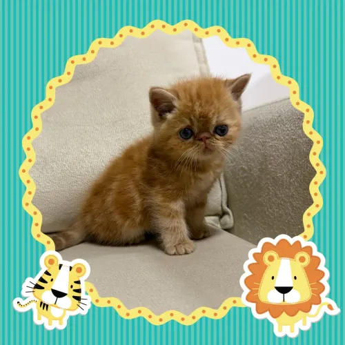 Vendo lindo macho gato persa exótico 
