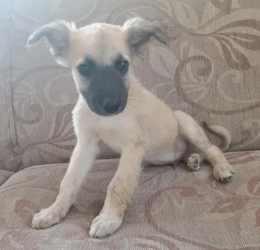 Doação cachorros filhotes (dois machos)