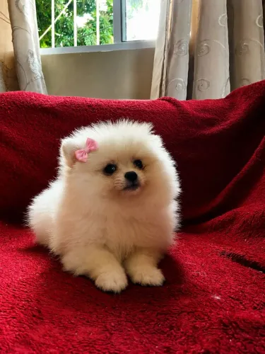 Spitz Alemão