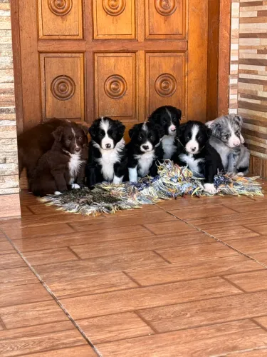 Filhote de border collie