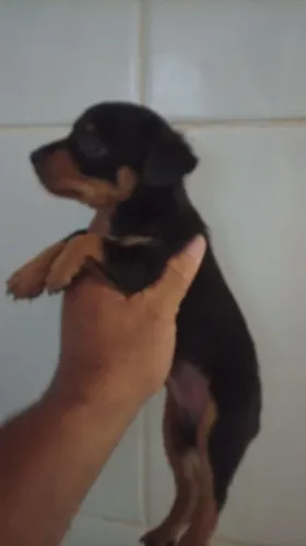 cachorro 