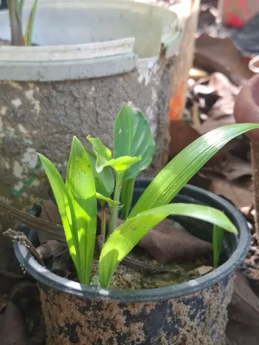 Mudas de Palmeira Bambu