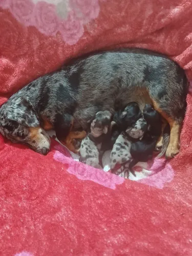 Dachushund Duas fêmea(Não respondo recado no chat)
