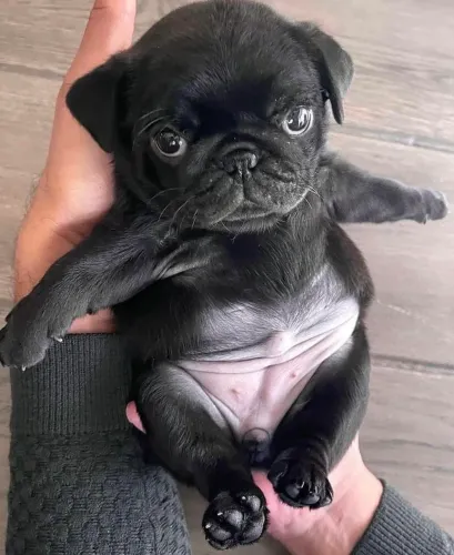 Pug - Sua Casa Mais Alegre Começa Aqui 