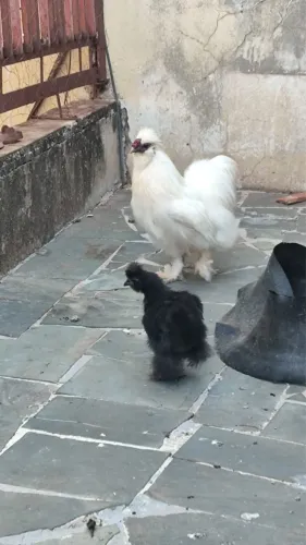 Galinhas Sedosas