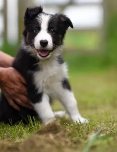 Cãozinho Border Collie com saude e procedencia de linhagem selecionada