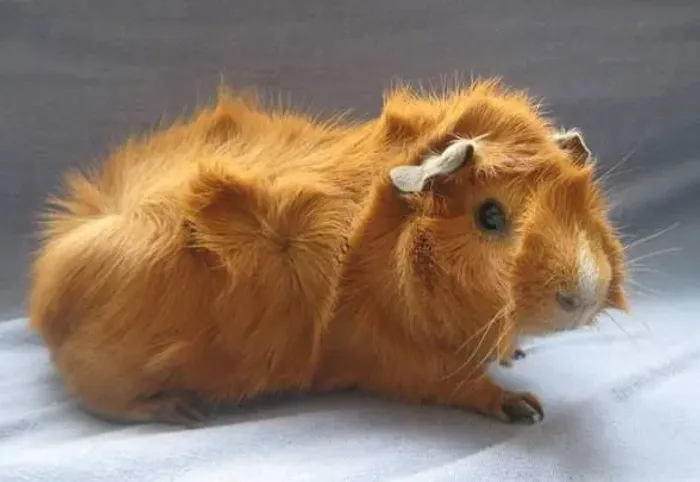 Porquinho da índia 
