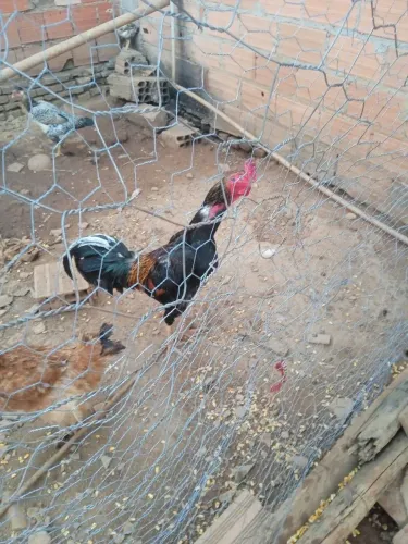 Galo índio