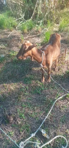 Cabras 