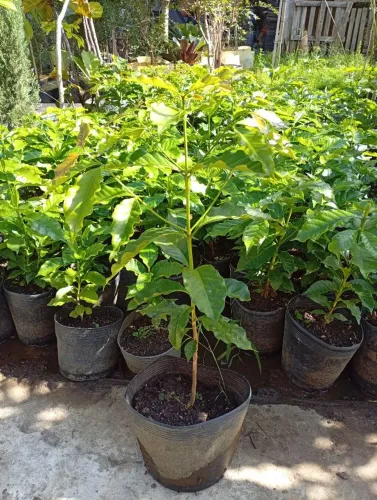 Mudas de Café Arábica 