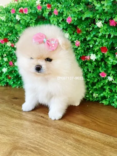 Spitz alemão anao - Lulu da pomerania ursinho