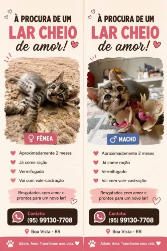 Doa-se gatinhos filhotes ?