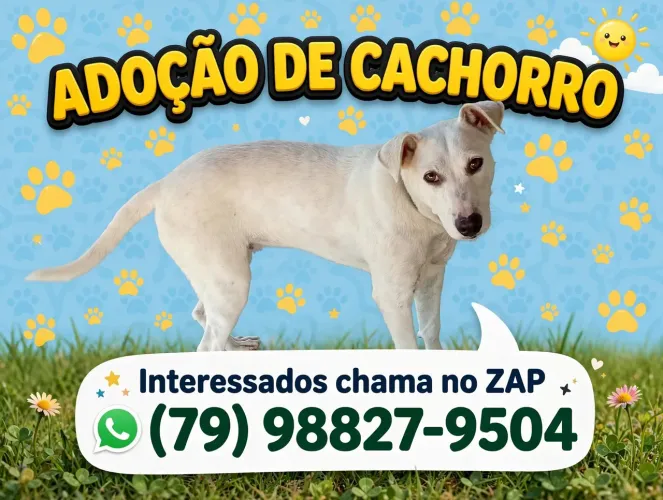 Adoção de cachorro