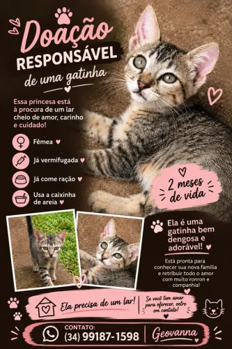 Doação responsável gatinha fêmea