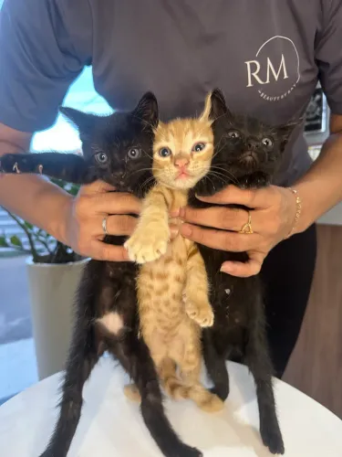 Doação de gatinhas peludas pretas fêmeas 