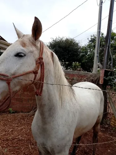 Vendo cavalo tordilho
