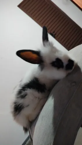 Coelhos Lionhead PUROS
