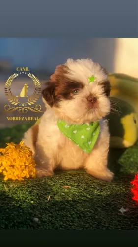 Shih Tzu @CanilNobrezaReal