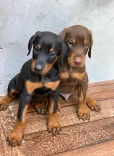 Doberman