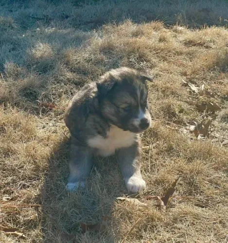 Filhotes de Husky Siberiano | Companhia que alegra qualquer ambiente.
